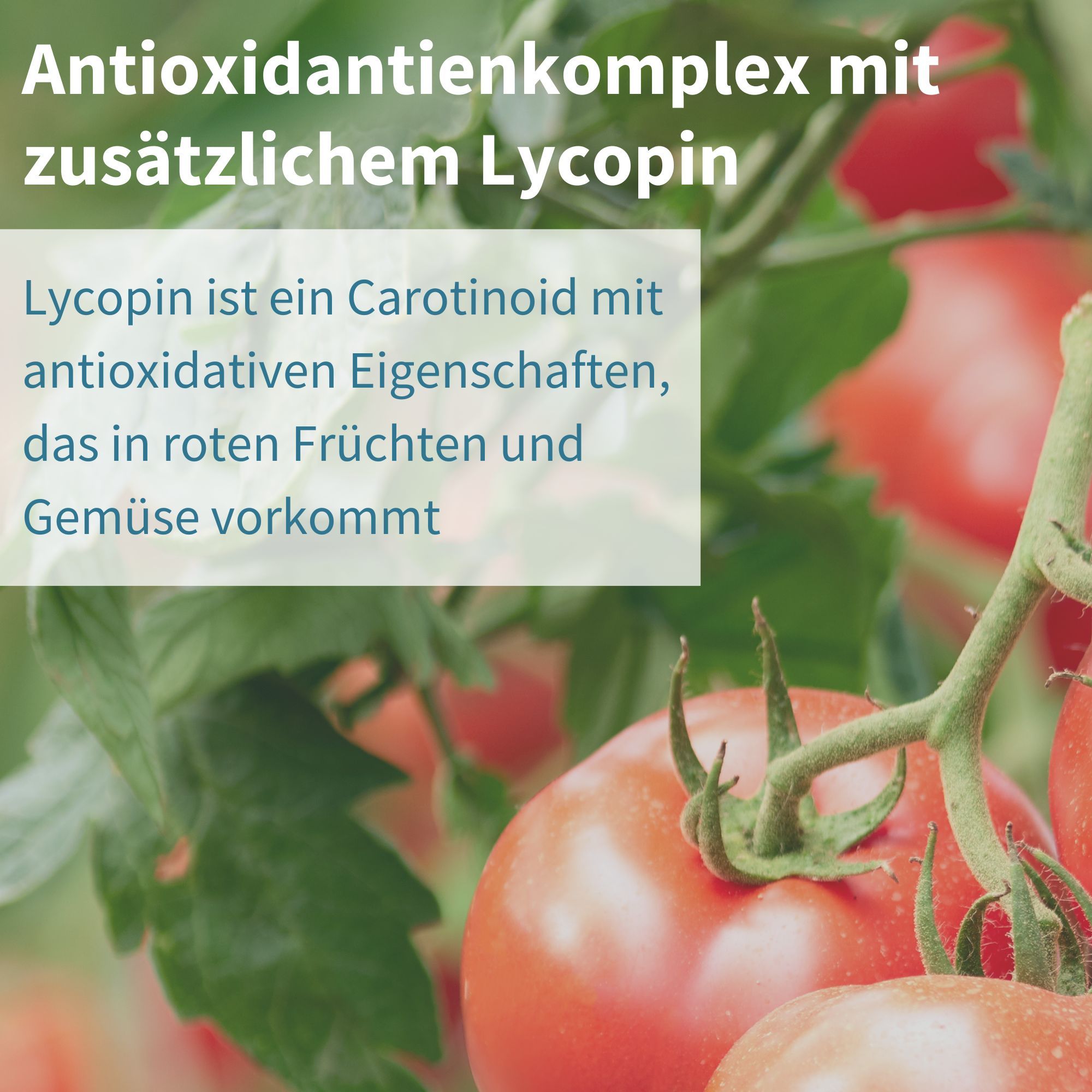 Complexe antioxydant avec lycopène supplémentaire dans Igennus Multivitamines pour Hommes.