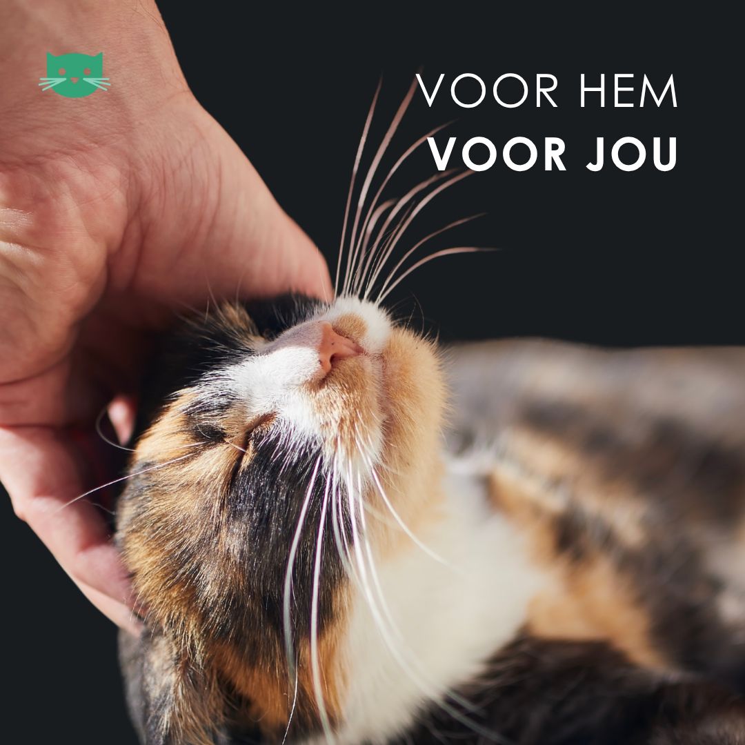 Hand aait kat. Tekst: Voor hem, voor jou.