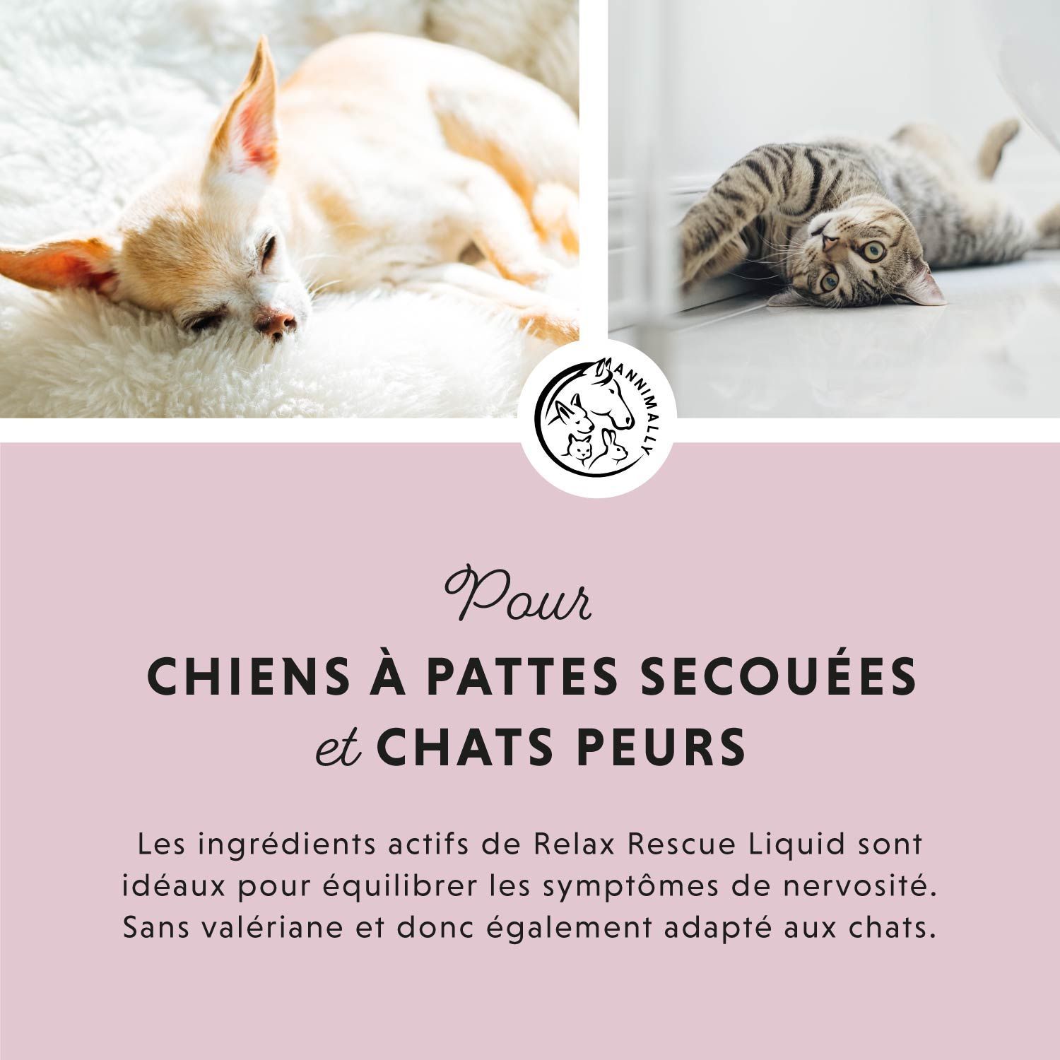 Fond rose avec texte. Représentation: chat, chien. Texte: Pour chiens à pattes secouées et chats peureux. Texte sur les ingrédients.