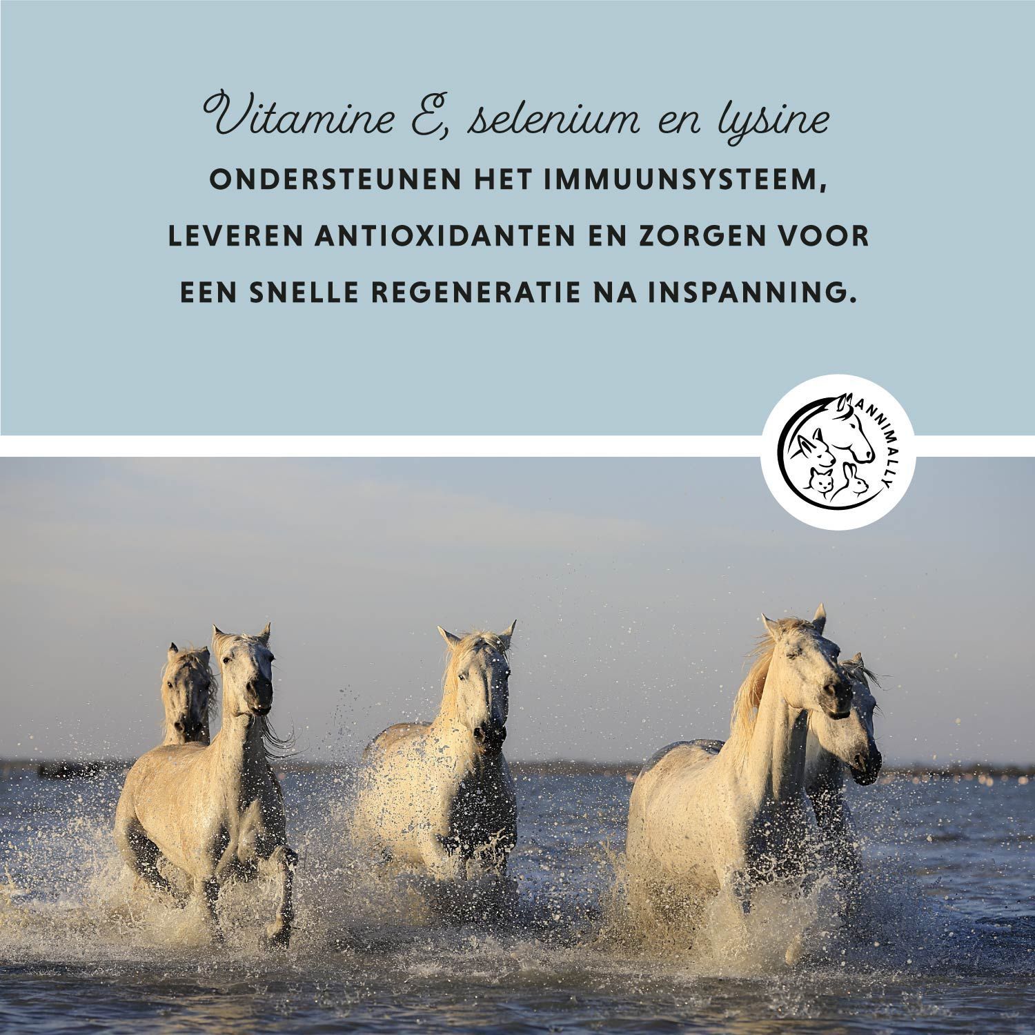 Tekst over seleniumtekort bij paarden. Logo met paard en konijn. Tekst: Natuurlijke formule zonder toegevoegde suiker. Paarden in een veld.