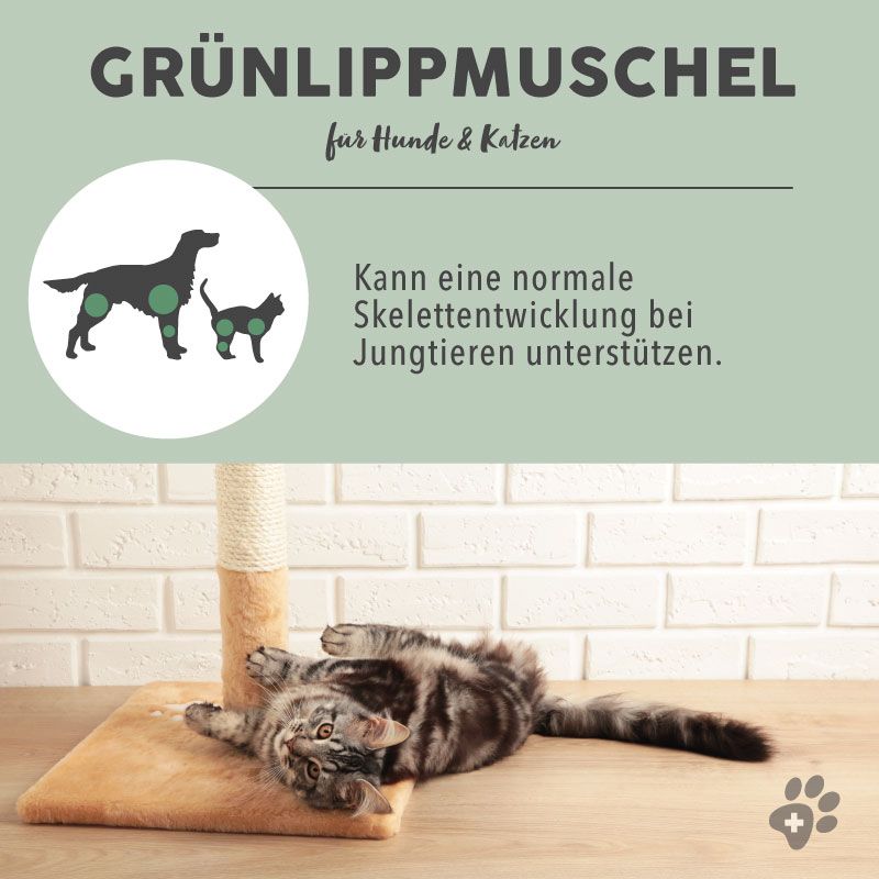 PAWS&PATCH GROENLIPMOSSEL POEDER VOOR HONDEN, KATTEN & PAARDEN