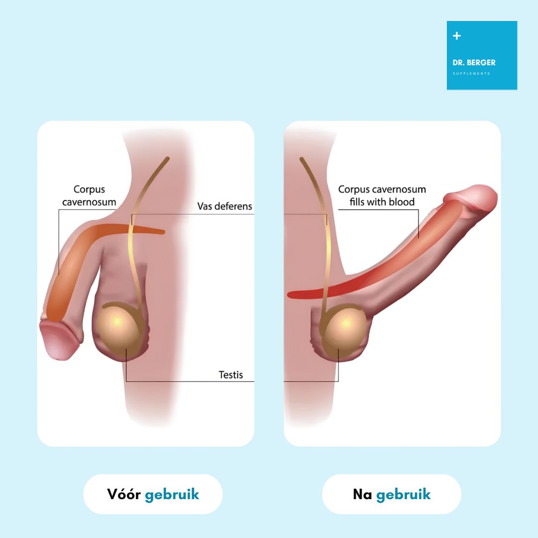Anatomische weergave van de penis voor en na gebruik, toont het corpus cavernosum.