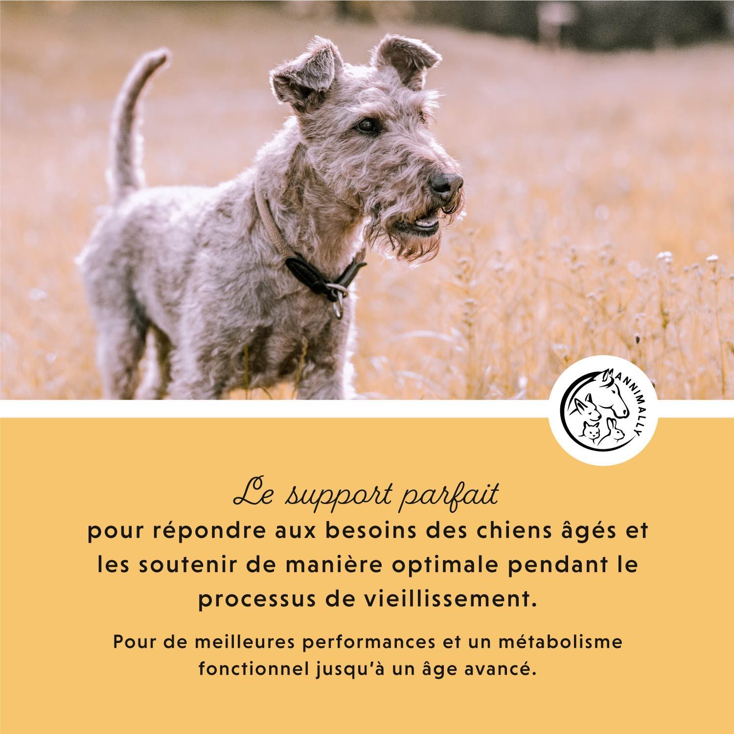 Chien dans le champ. Texte : Le support parfait pour répondre aux besoins des chiens âgés. Pour de meilleures performances.