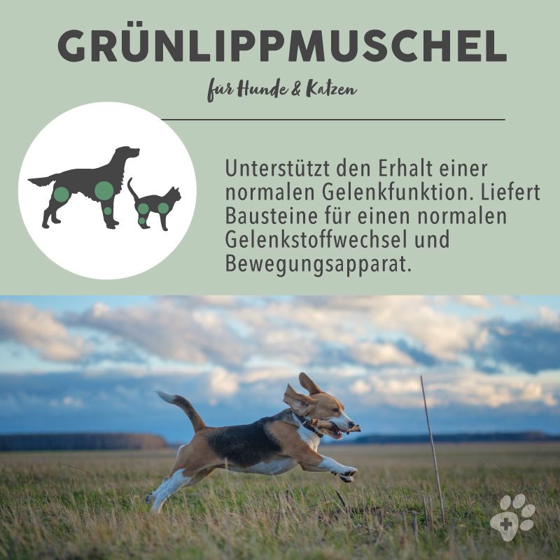 PAWS&PATCH GROENLIPMOSSEL POEDER VOOR HONDEN, KATTEN & PAARDEN