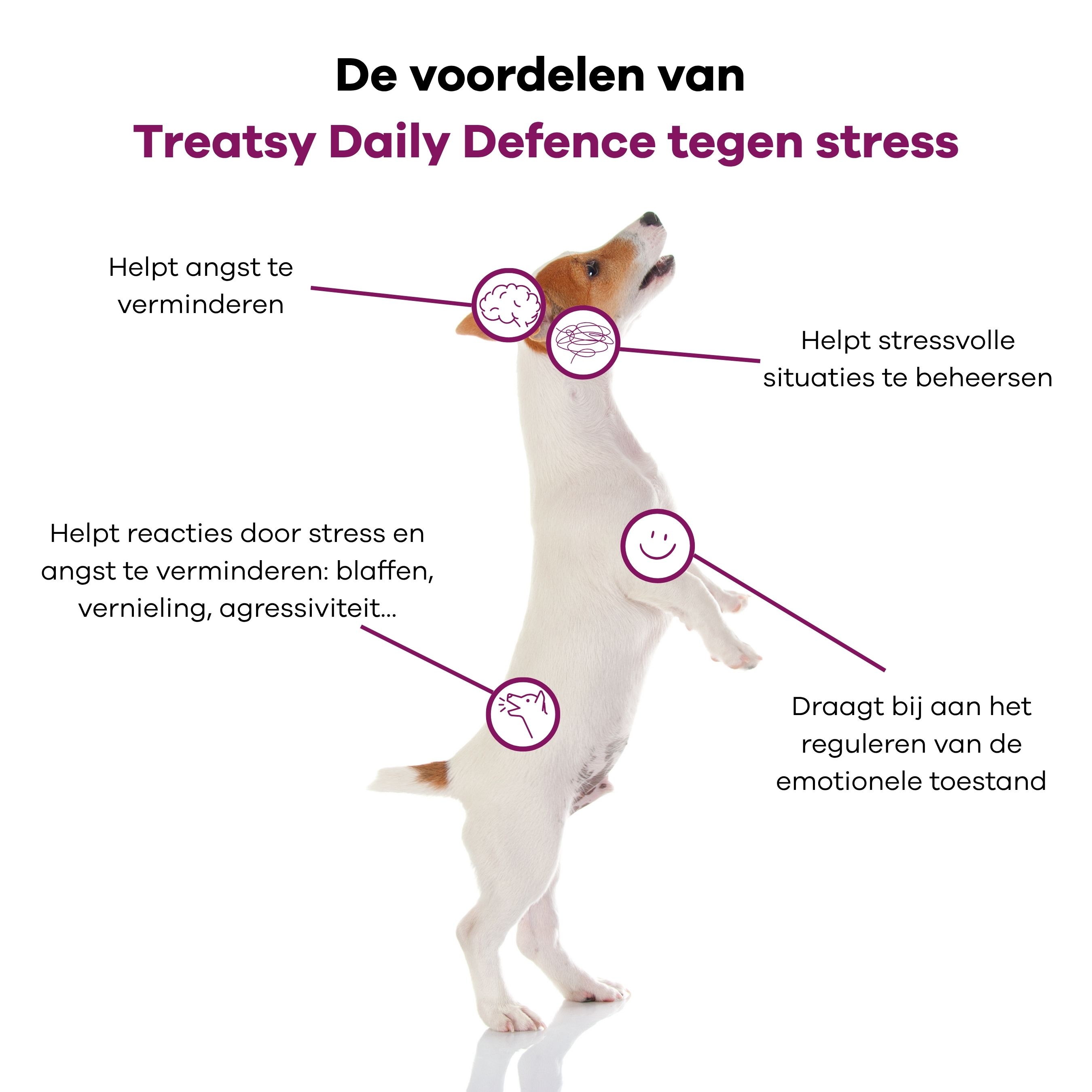 Afbeelding met een hond op zijn achterpoten. Tekst beschrijft voordelen van anti-stress supplement.