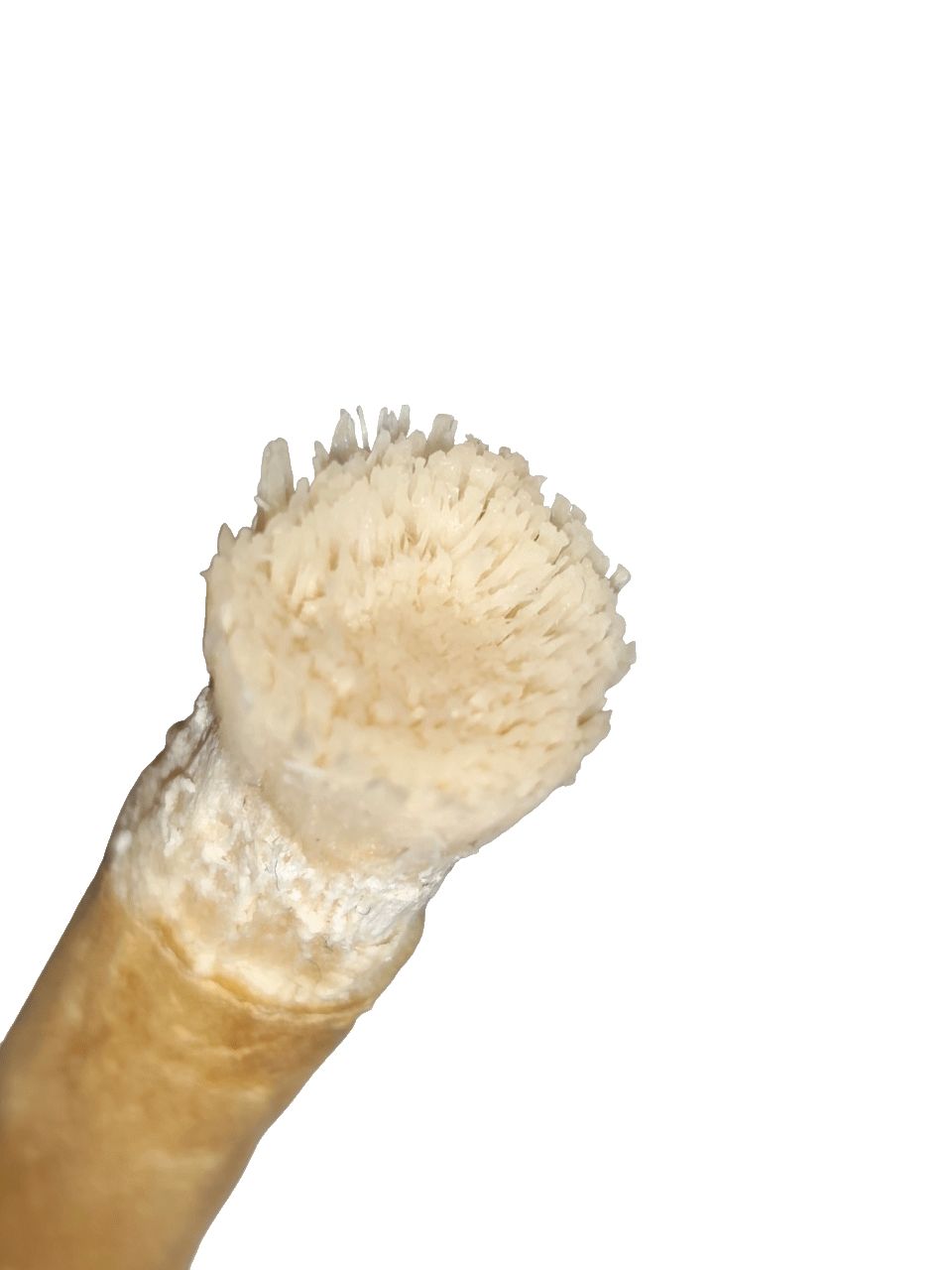 Gros plan d'un bâtonnet de siwak. Extrémité effilochée avec fibres visibles. Couleur jaunâtre.
