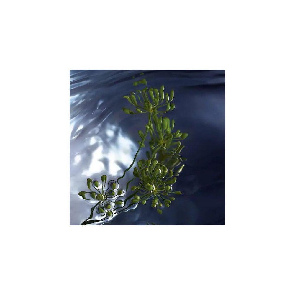 Groene plant in water. Donkerblauwe achtergrond.