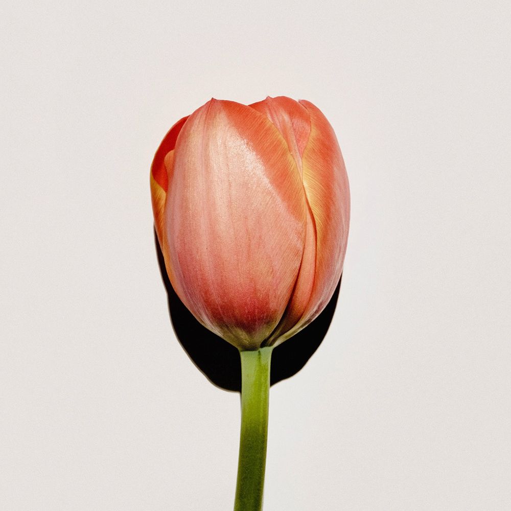 Gros plan d'une tulipe orange-jaune unique sur fond blanc. La tige est verte.