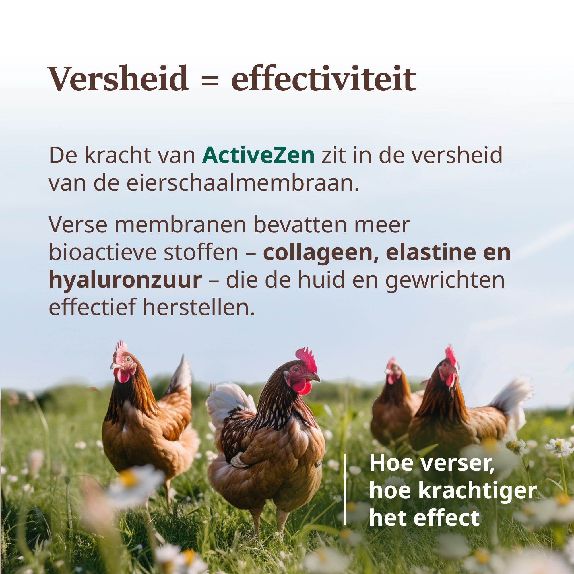 Kippen in een veld. Tekst: De kracht van ActiveZen zit in de versheid van het eierschaalmembraan. Hoe verser, hoe krachtiger het effect.