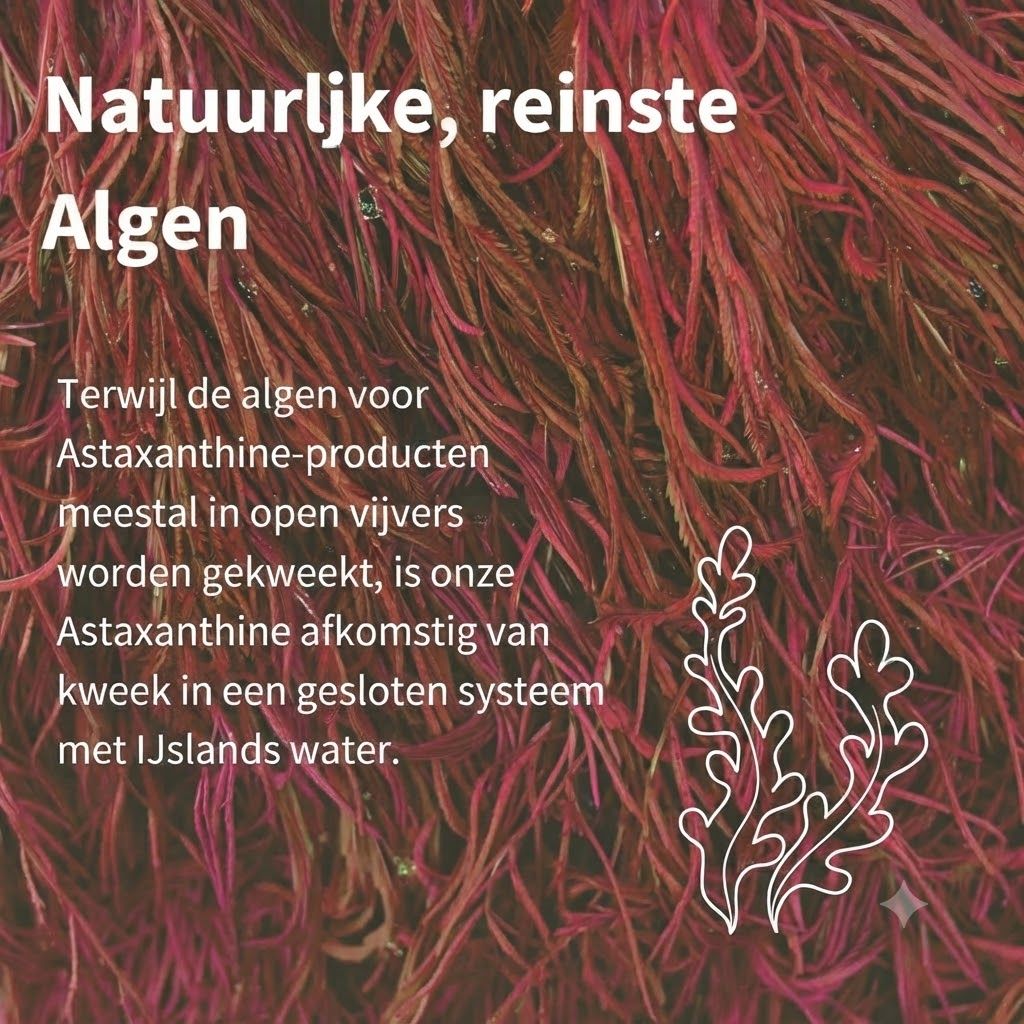 Achterkant van een astaxanthinefles met voedingsinformatie en ingrediënten in het Frans.