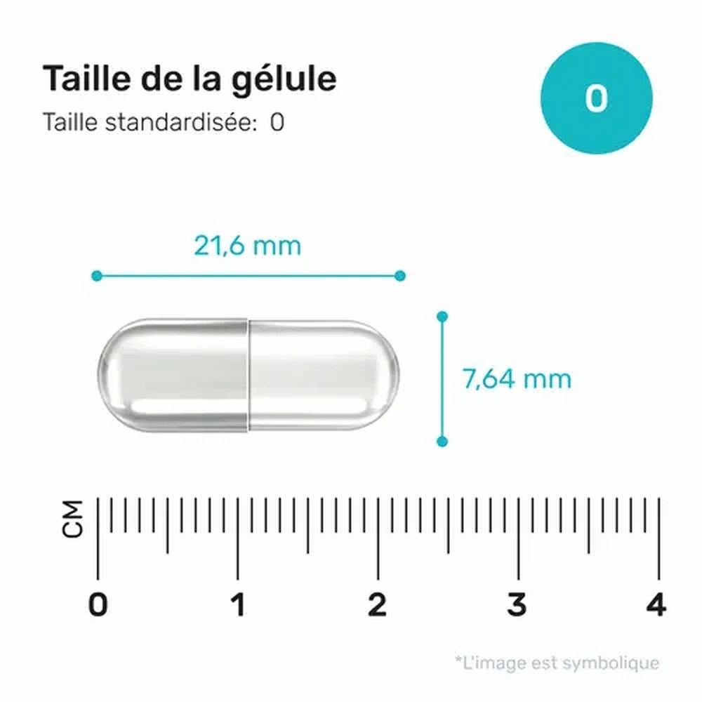 Gélule de 21,6 mm x 7,64 mm. Taille standard 0. Dimensions en mm.