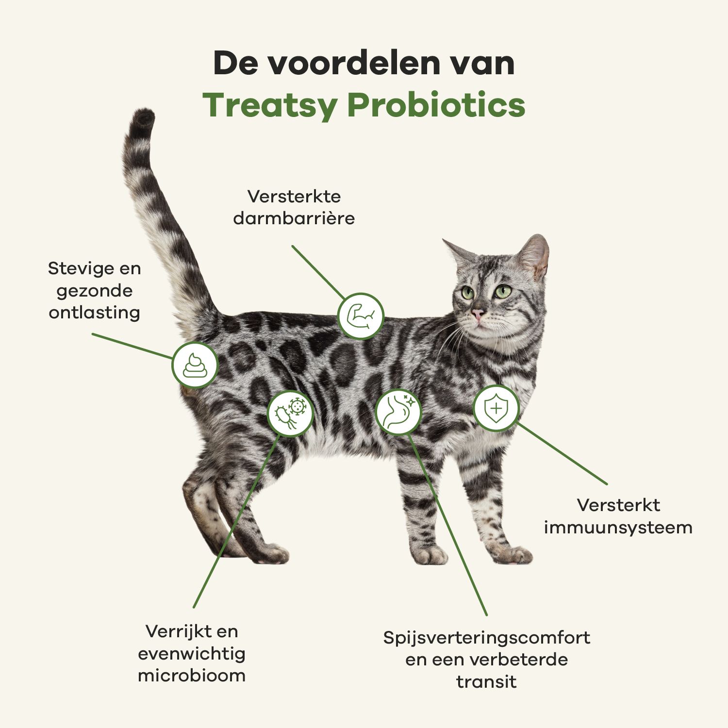 Tekst met aanbevelingen voor kattenvoeding. Muizenvormige snacks.