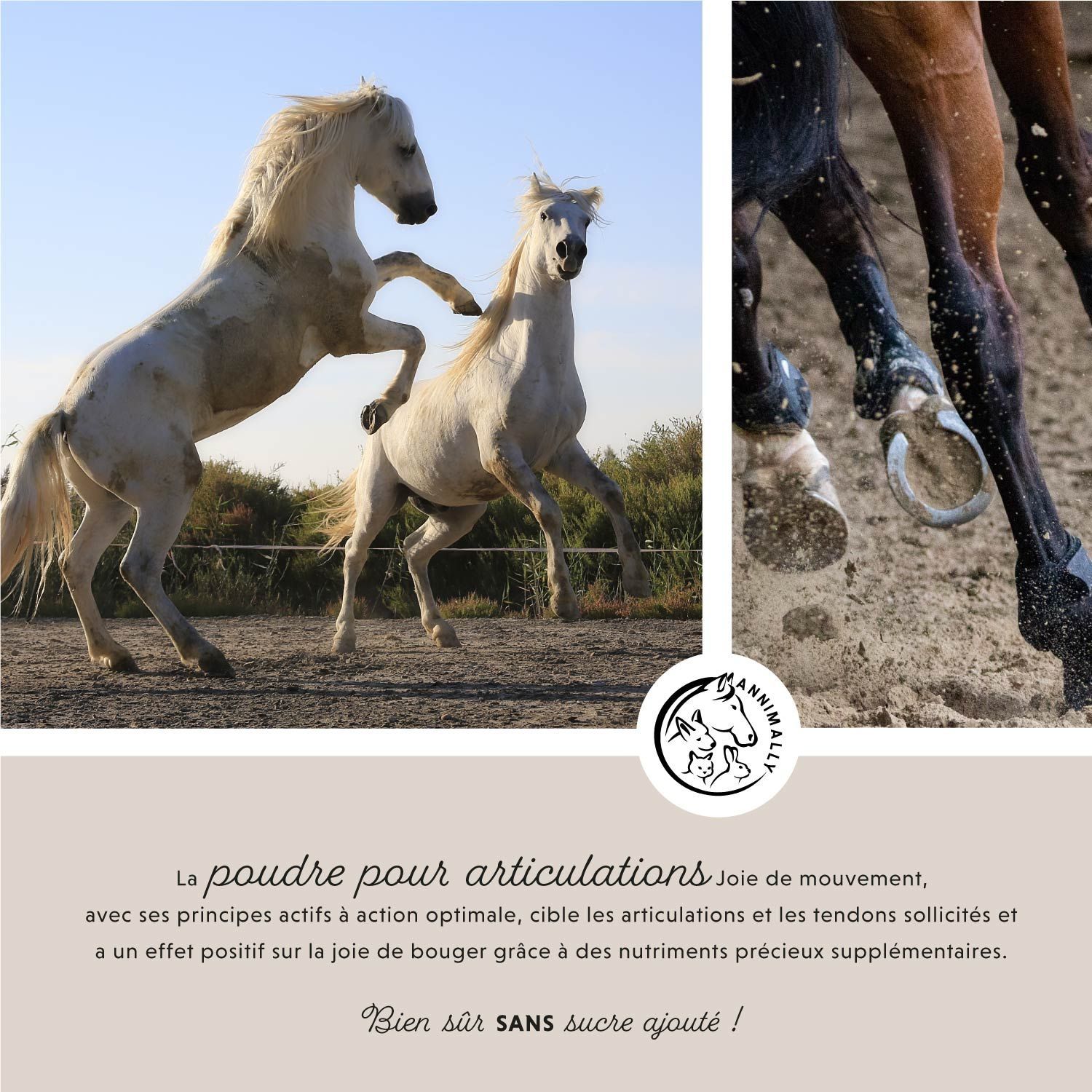 Deux chevaux blancs sautent. Texte : La poudre pour articulations joie de mouvement. Logo : Annimally. Bien sûr SANS sucre ajouté!