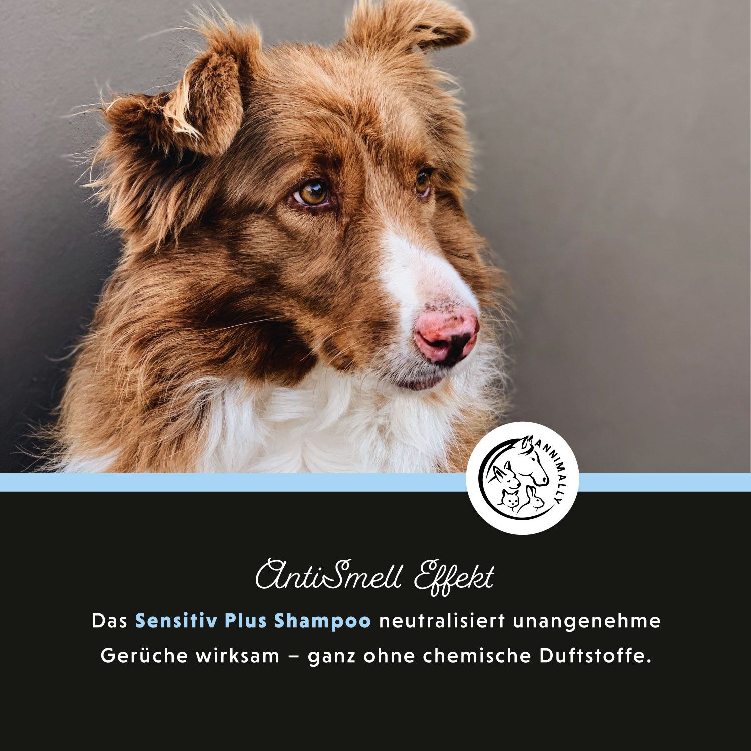 Chien avec pelage brun. Texte: Effet Anti-odeurs. Le shampooing Sensitiv Plus neutralise les odeurs sans parfums chimiques. Logo.