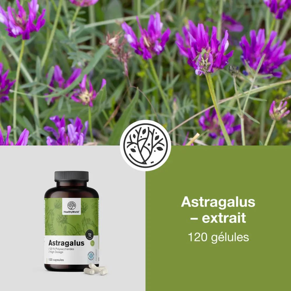 Bouteille d'extrait d'Astragale devant des fleurs et feuilles violettes. À côté, une bouteille et une plante.