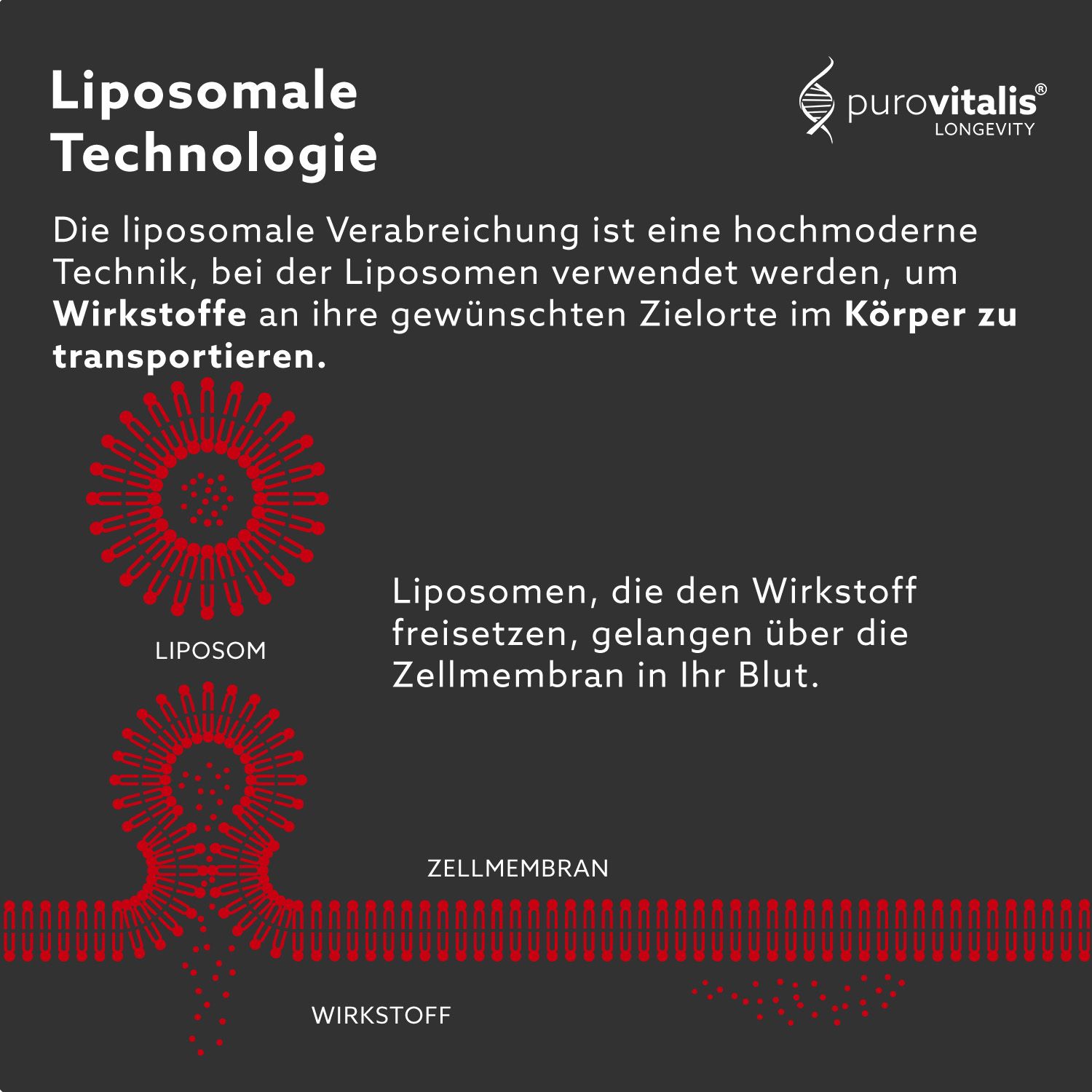 Grafische weergave van liposomale technologie. Toont liposomen en celmembraan.
