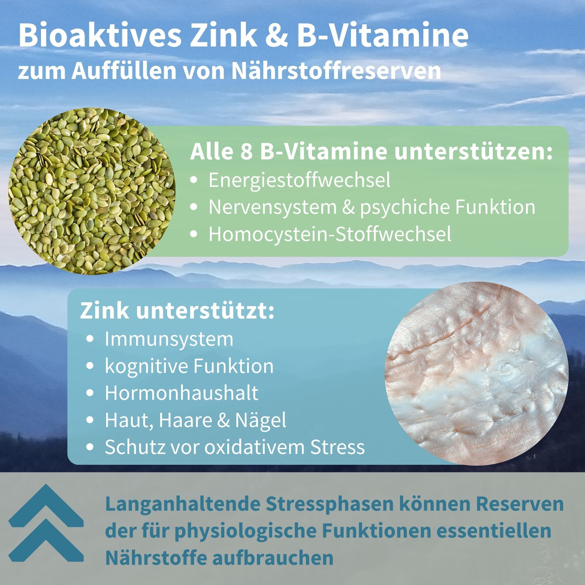 Graphique montrant le zinc bioactif et les vitamines B pour le système nerveux.