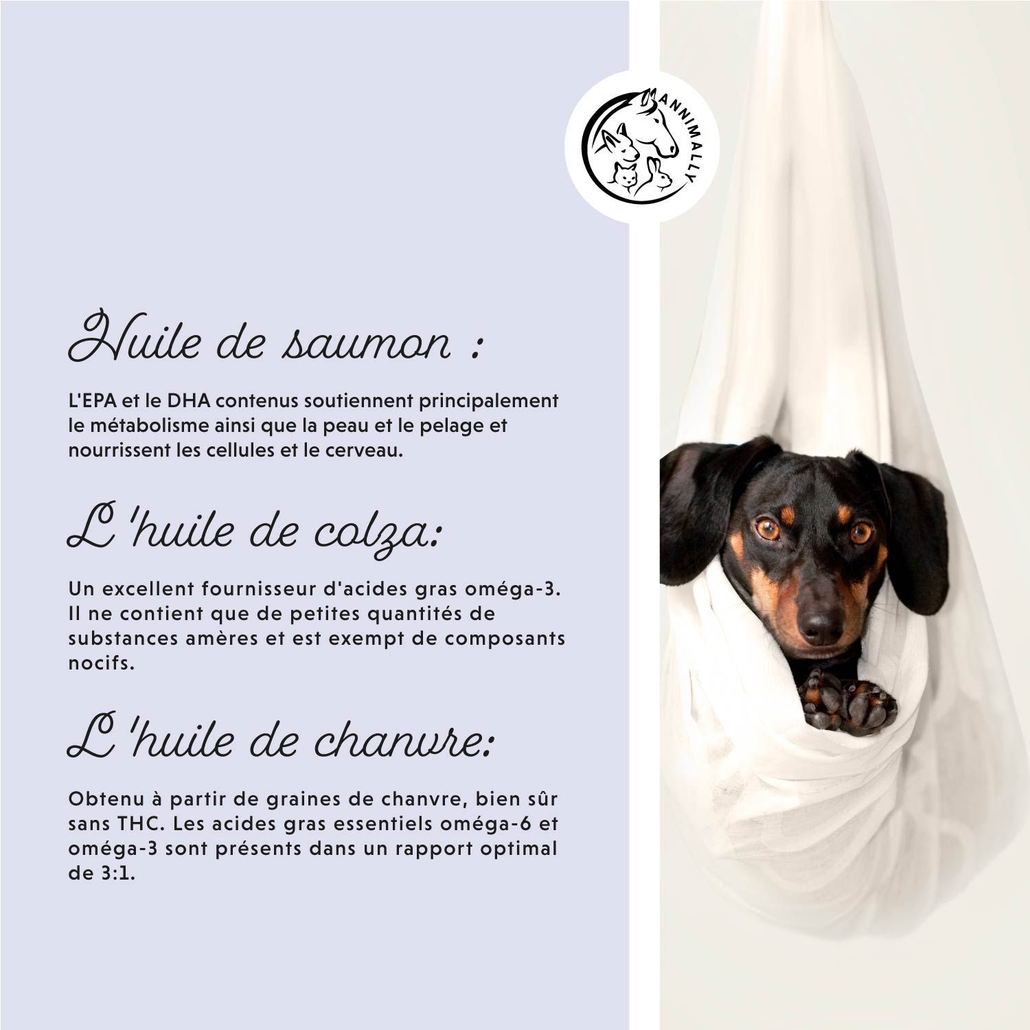 Texte sur l'huile de saumon, de colza et de chanvre. Teckel dans un tissu blanc. Fond bleu.