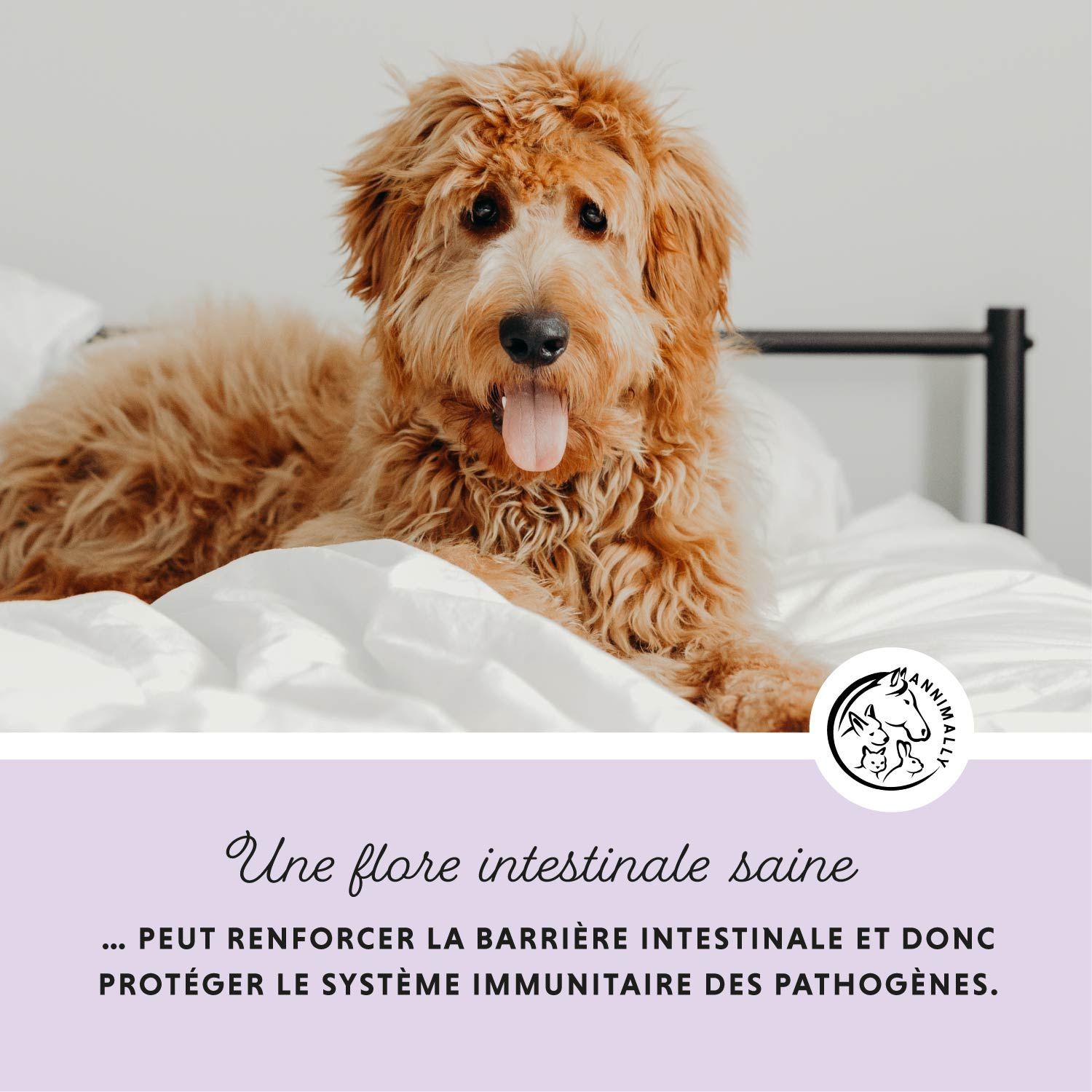 Chien sur lit. Texte: Une flore intestinale saine... peut renforcer la barrière intestinale et protéger le système immunitaire.