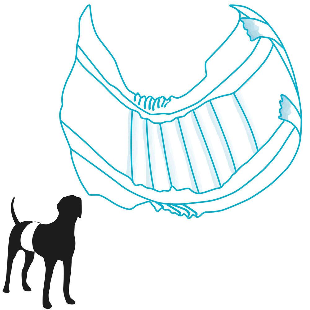 Illustration d'une couche pour chien mâle. Dessin au trait bleu. À côté, une silhouette de chien avec adaptation de la couche.