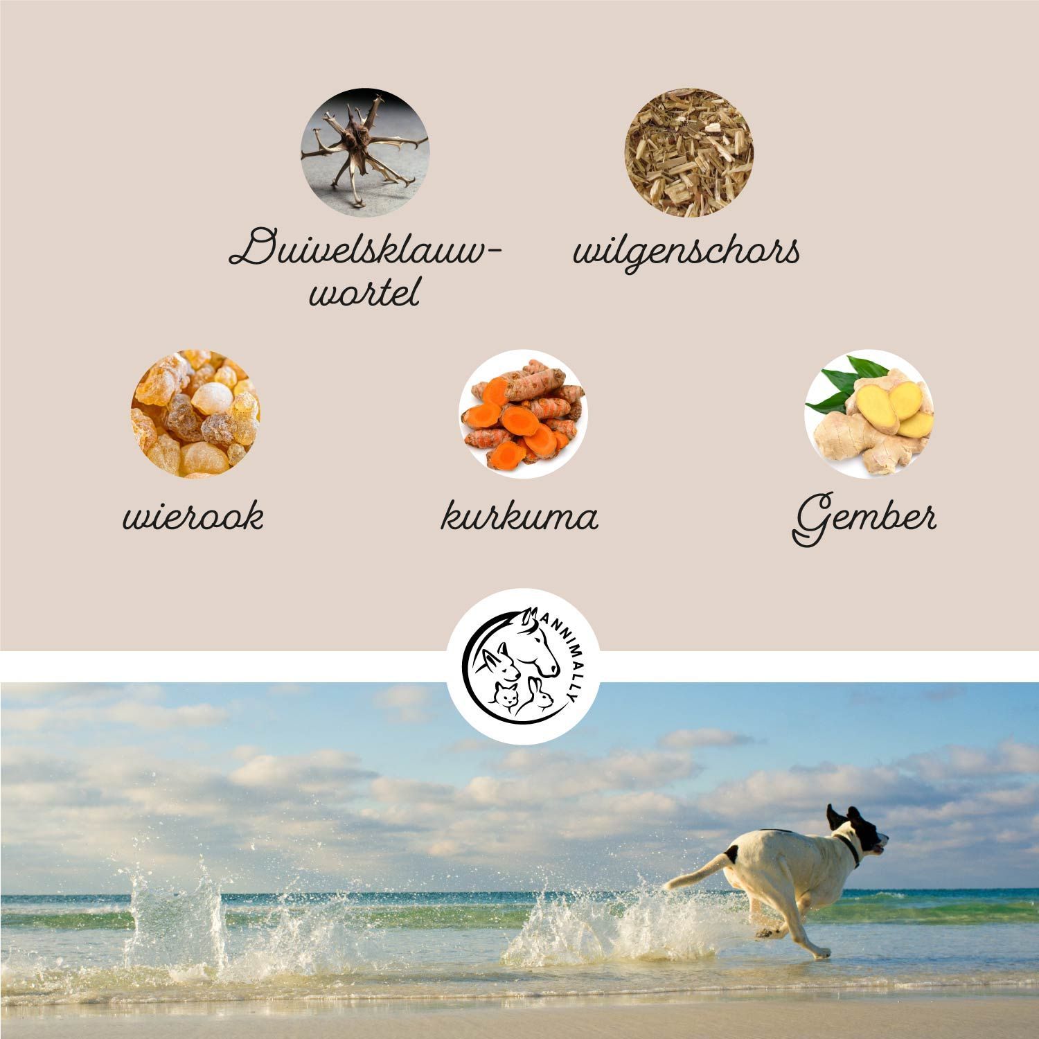 Witte hond in gras. Tekst: Groenlipmossel, MSM, collageen, hyaluron. Ideaal gecombineerd met glucosamine, chondroïtine & calcium.