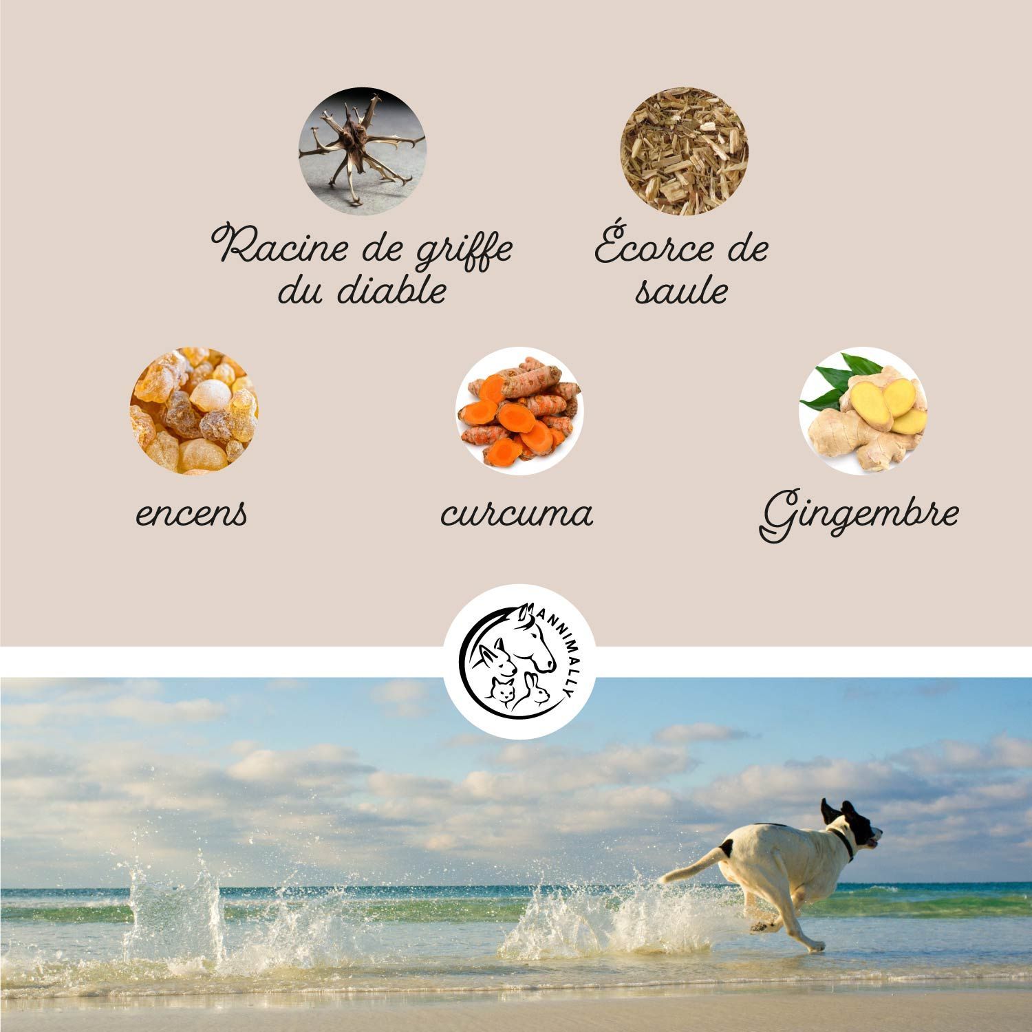 Divers ingrédients: Griffe du diable, écorce de saule, encens, curcuma, gingembre. Chien courant sur la plage.