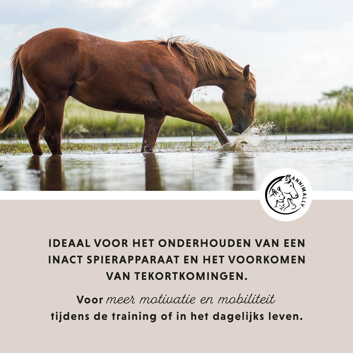 Paard drinkt uit water. Tekst: Ideaal voor een intact bewegingsapparaat. Logo.