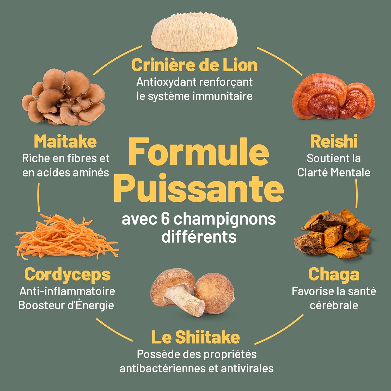 Six types de champignons différents : Crinière de Lion, Maitake, Cordyceps, Shiitake, Reishi et Chaga.