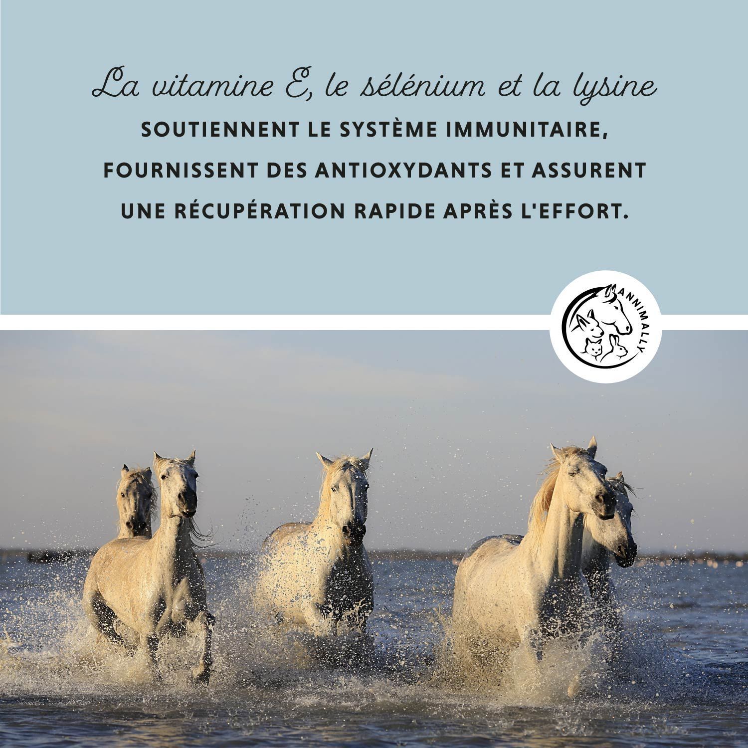 Complément alimentaire pour chevaux. Pot de Vitamine E / Sélénium & Lysine. Avec cuillère doseuse. 800g. Logo produit avec cheval et lapin.