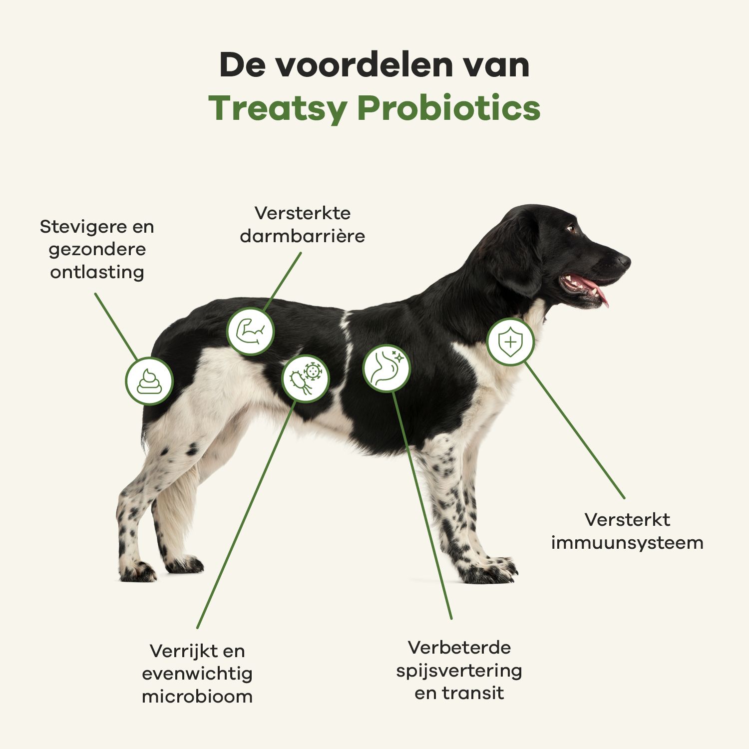 Hond met diagram. Voordelen van Treatsy Probiotica. Regelmatige ontlasting, darmbarrière, immuunsysteem, microbiota.