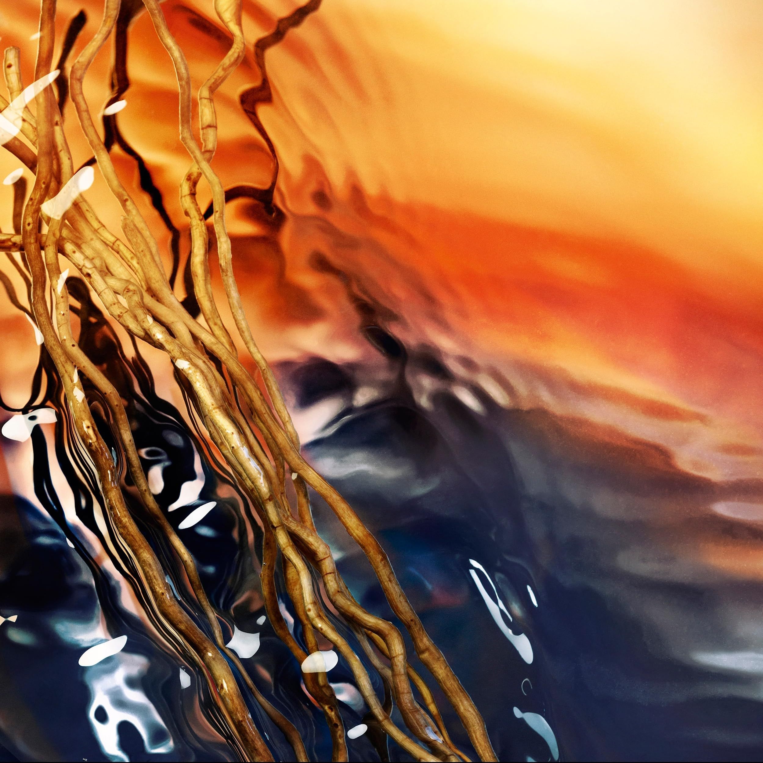 Gros plan sur des racines de vétiver dans l'eau. Racines dorées avec fond orange et eau. Image abstraite.