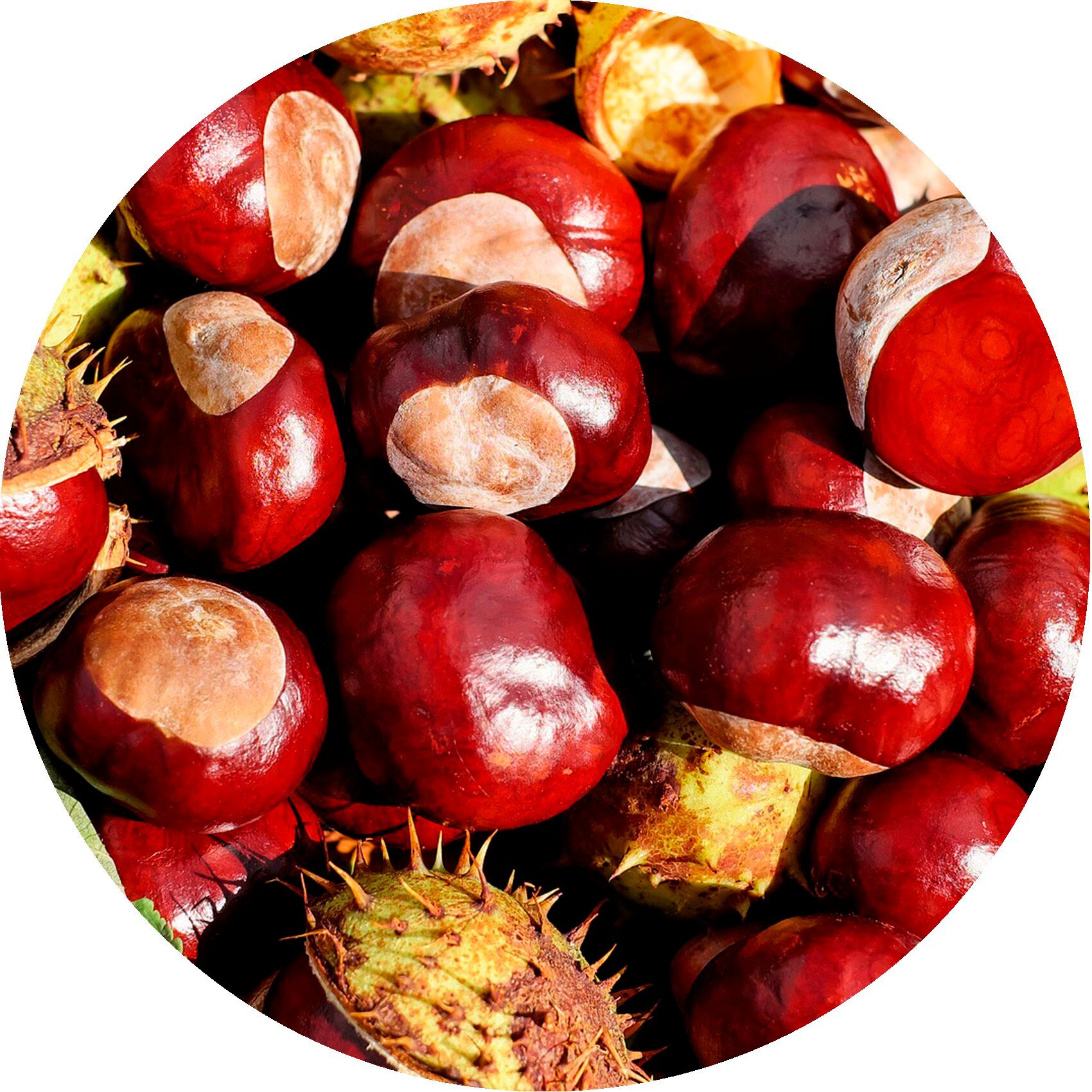 Close-up van kastanjes in een cirkel. Roodbruine vruchten met stekelige schillen.