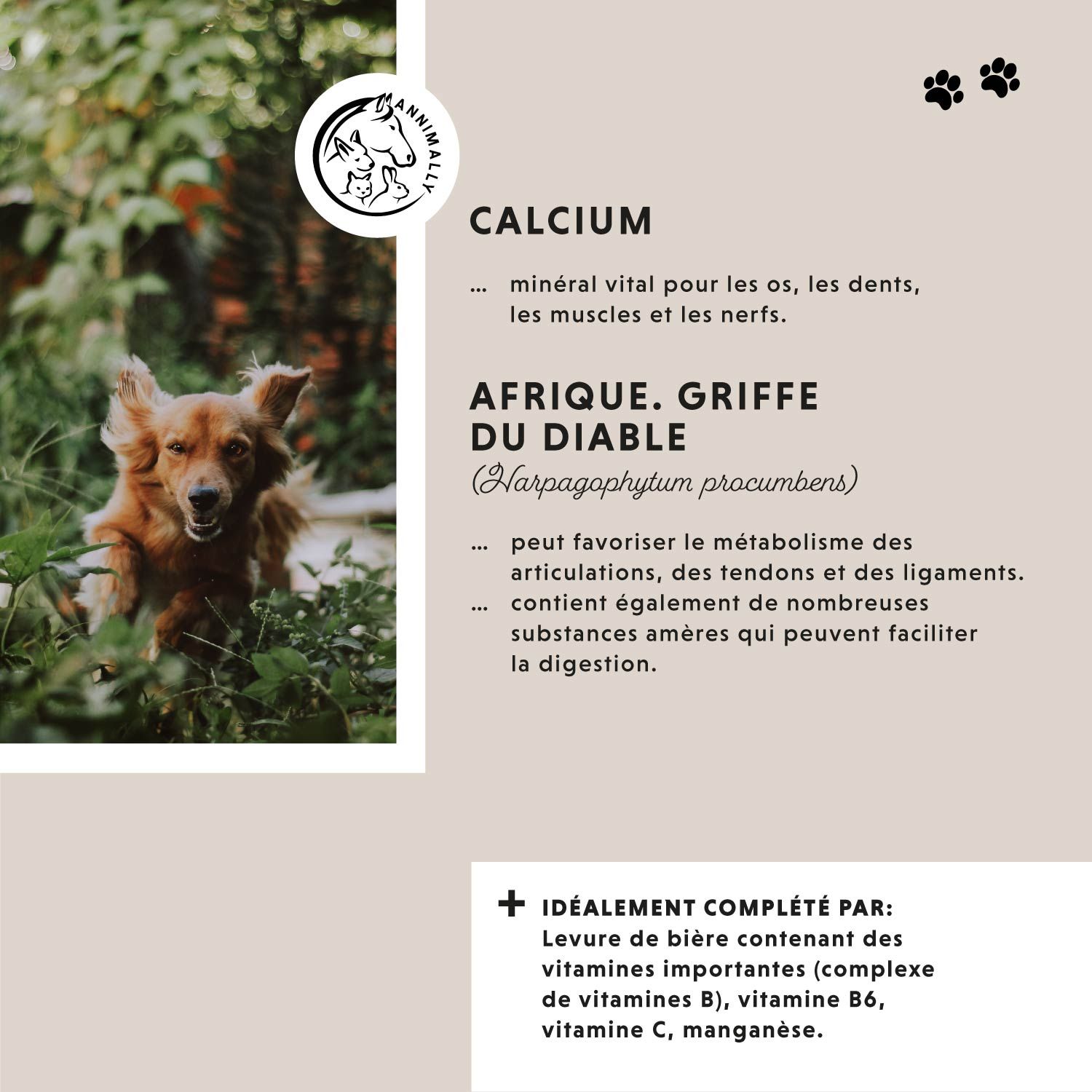 Texte avec ingrédients : Calcium, Griffe du diable. Chien dans l'herbe. Logo. Empreintes de pattes.