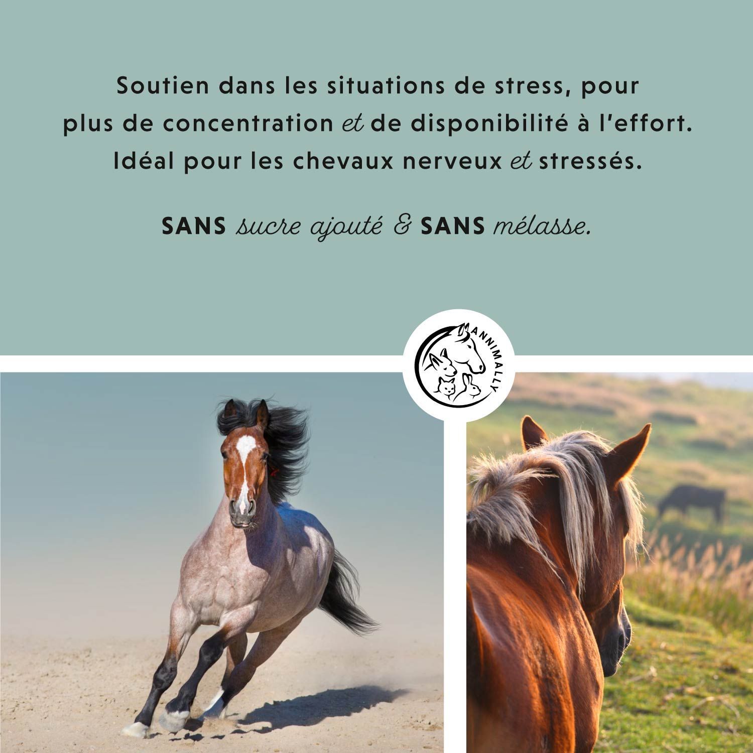 Cheval courant. Texte: Soutien en situation de stress, pour plus de concentration. Idéal pour les chevaux nerveux. Sans sucre et mélasse.
