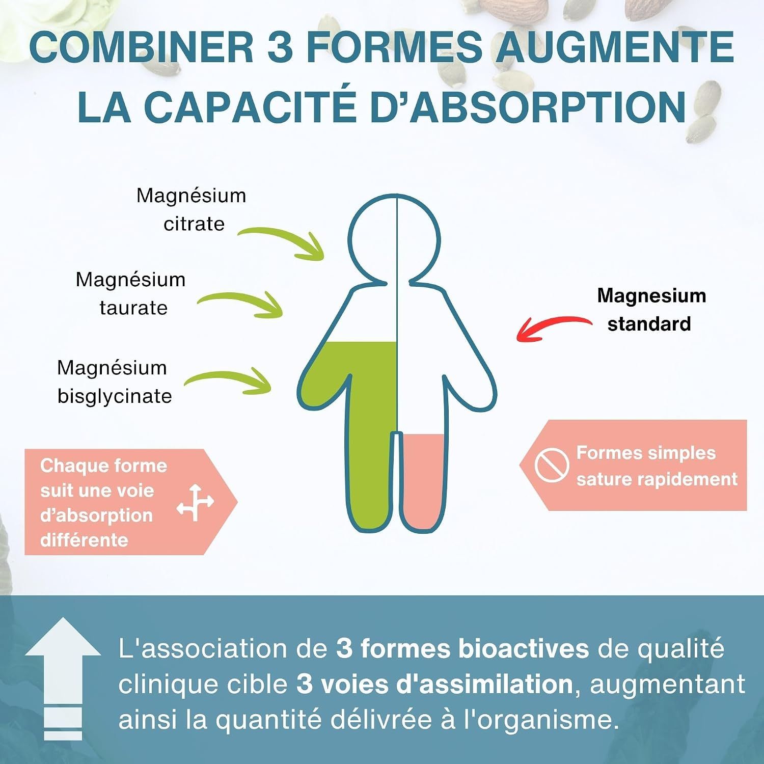 Graphique illustrant l'absorption améliorée du magnésium par la combinaison de trois formes : citrate, taurate et bisglycinate. Le magnésium standard sature plus rapidement.