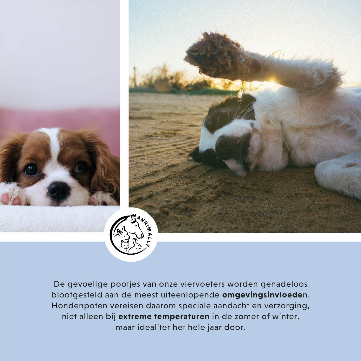 Foto met hond en kat. Tekst over gevoelige poten blootgesteld aan omgevingsinvloeden. Logo Annimally.