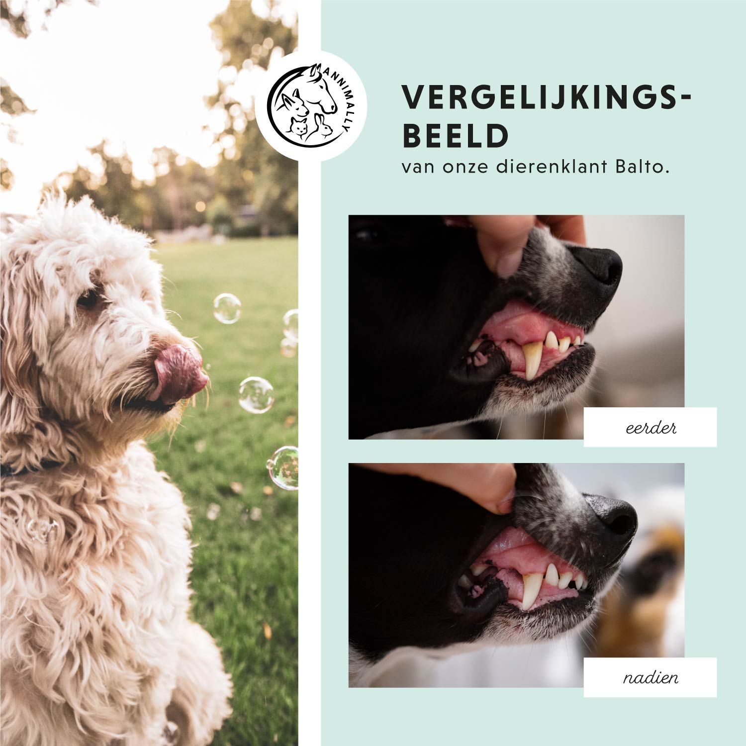 Vergelijkende beelden van hondentanden. Logo hond en paard. Voor- en na-beelden.