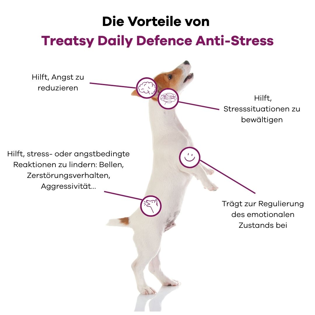 Graphique avec un chien debout sur ses pattes arrière. Texte décrivant les avantages du complément anti-stress.