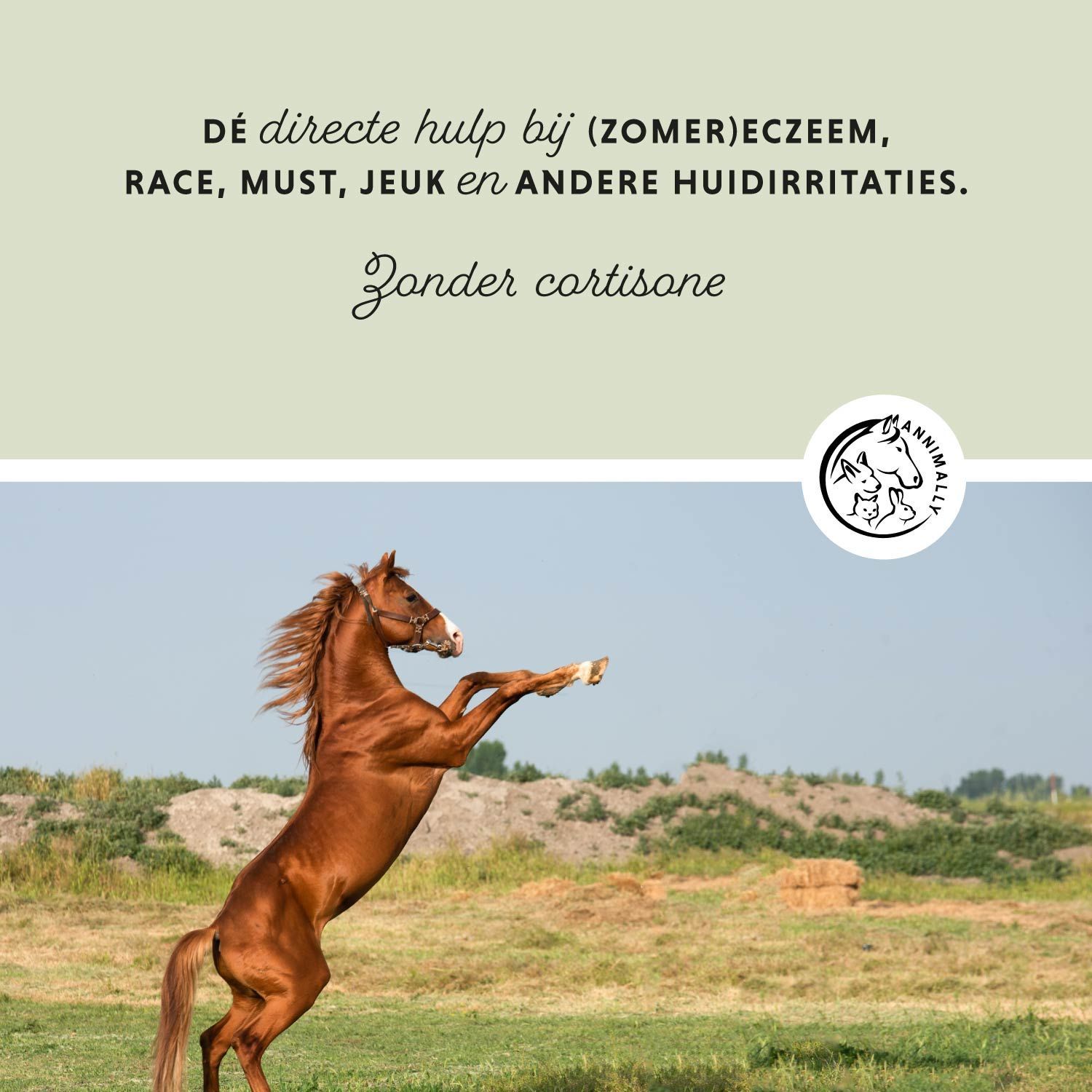 Tekst op groene achtergrond. Afbeelding van een steigerend paard. Tekst: Directe hulp bij huidirritaties.
