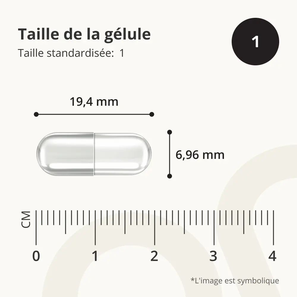 Gélule avec mesures : 19,4 mm de long, 6,96 mm de diamètre. Échelle en mm.