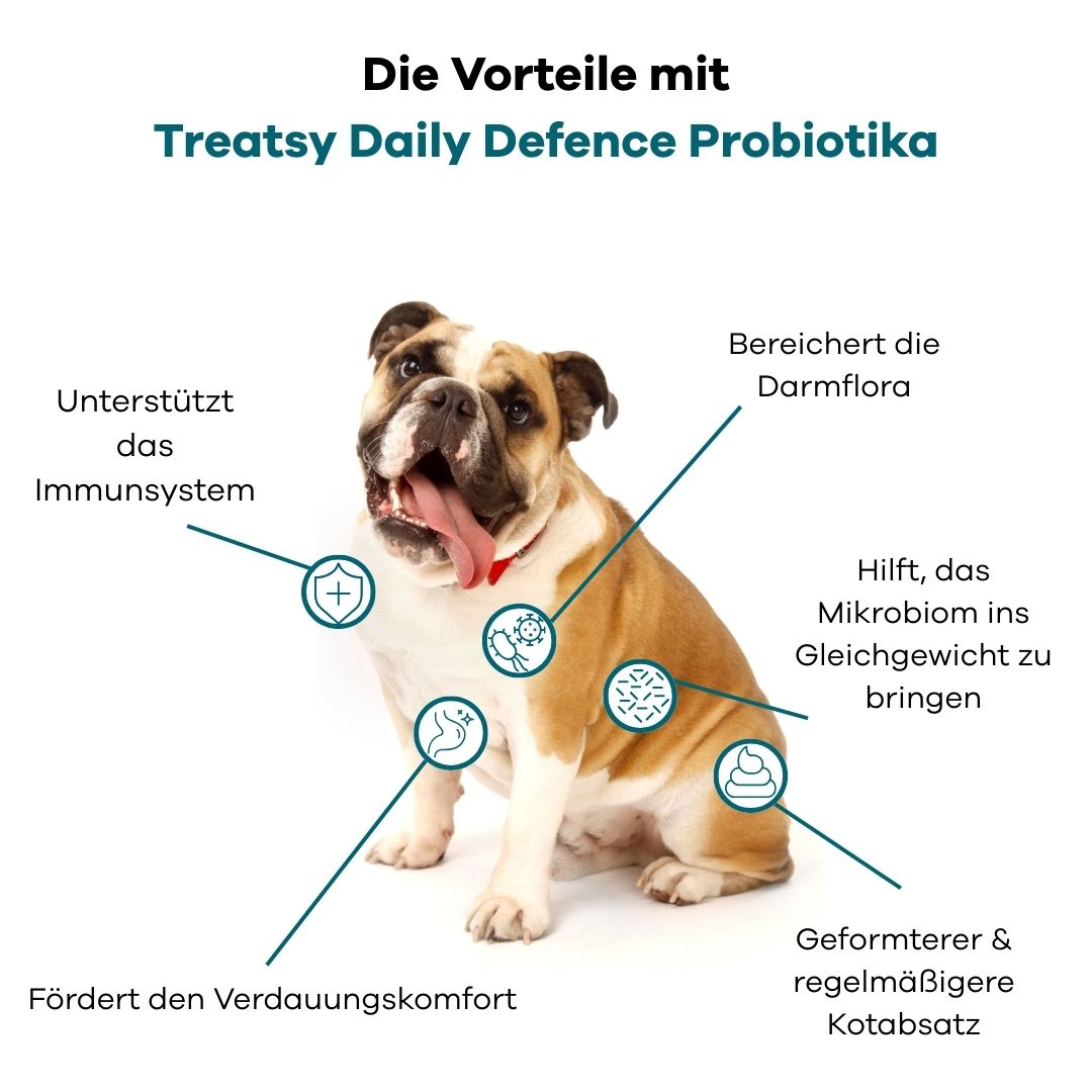 Chien avec infographie. Avantages des probiotiques Treatsy : système immunitaire, flore intestinale, microbiome, digestion, selles.