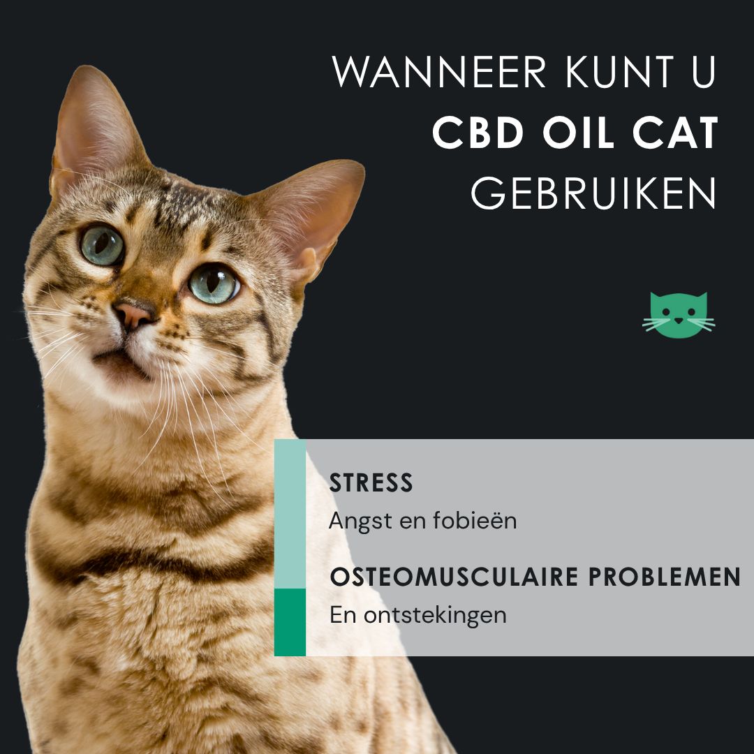 Kat met tekst. Tekst: Wanneer kunt u CBD OIL CAT gebruiken? Stress, spierproblemen.