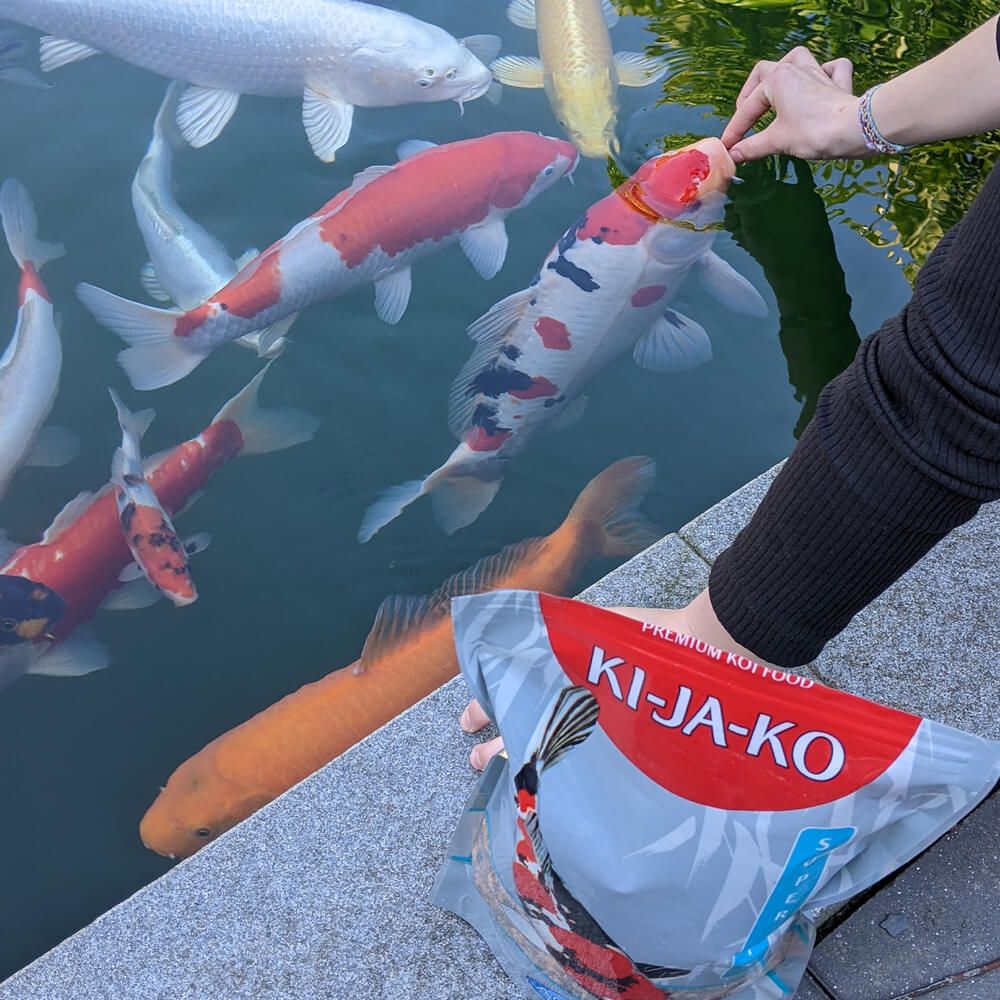 Personne nourrissant des carpes koï avec un sac de nourriture pour poissons KI-JA-KO. Le sac affiche le logo et une image de carpe koï.