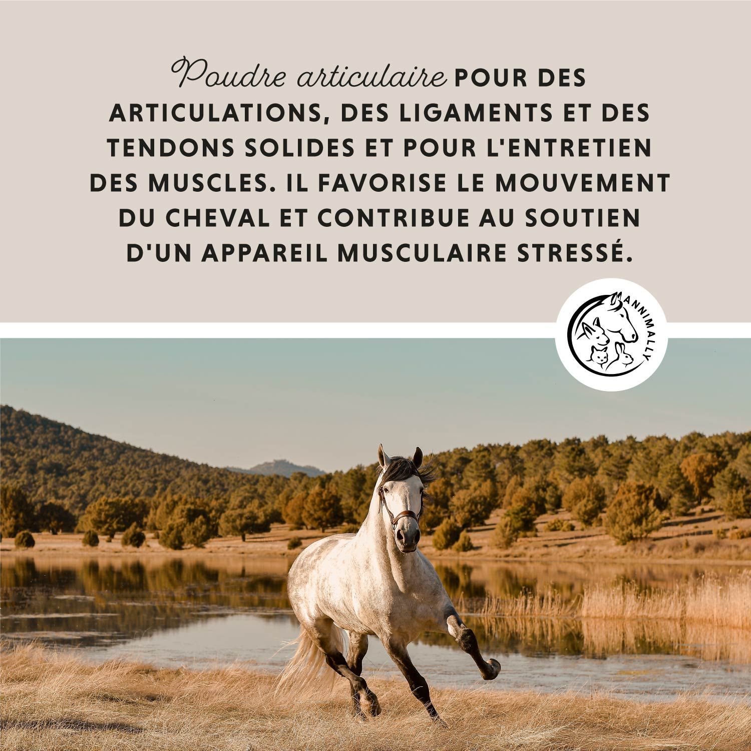 Cheval blanc courant au bord du lac. Texte : Poudre articulaire POUR DES ARTICULATIONS. Logo : Annimally.