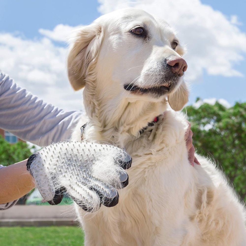Chien blanc caressé avec un gant de massage gris. Gant à picots. Lumière du jour vive.