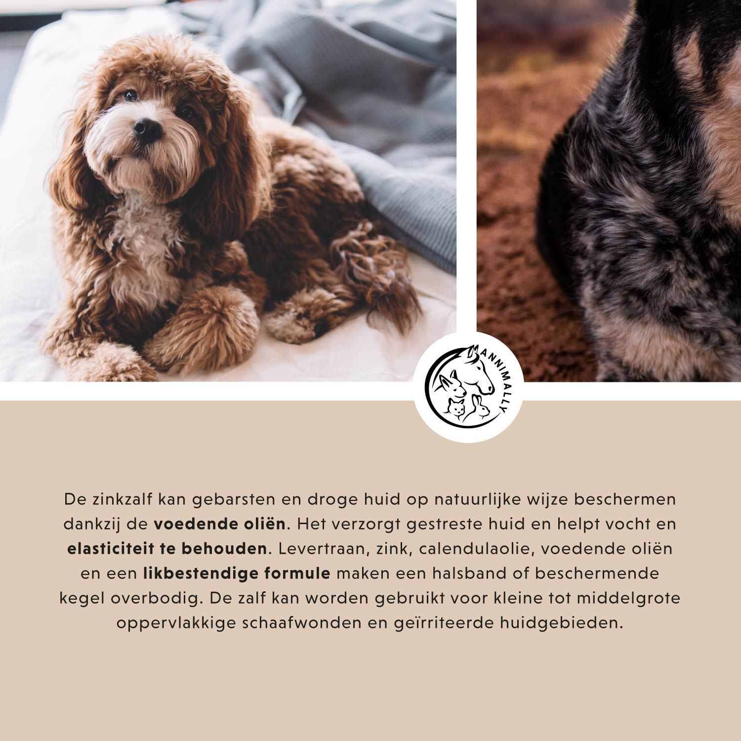 Tekst over geschiktheid voor katten en kleine dieren. Met konijn en kat.