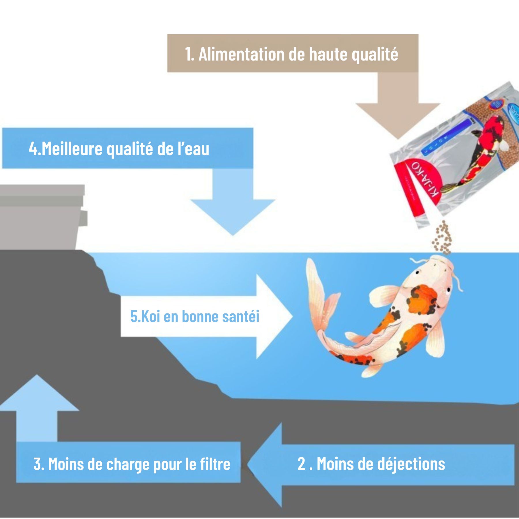 Illustration : nourrir un poisson koï avec KI-JA-KO Color 3 mm. Étapes pour la qualité de l'eau.
