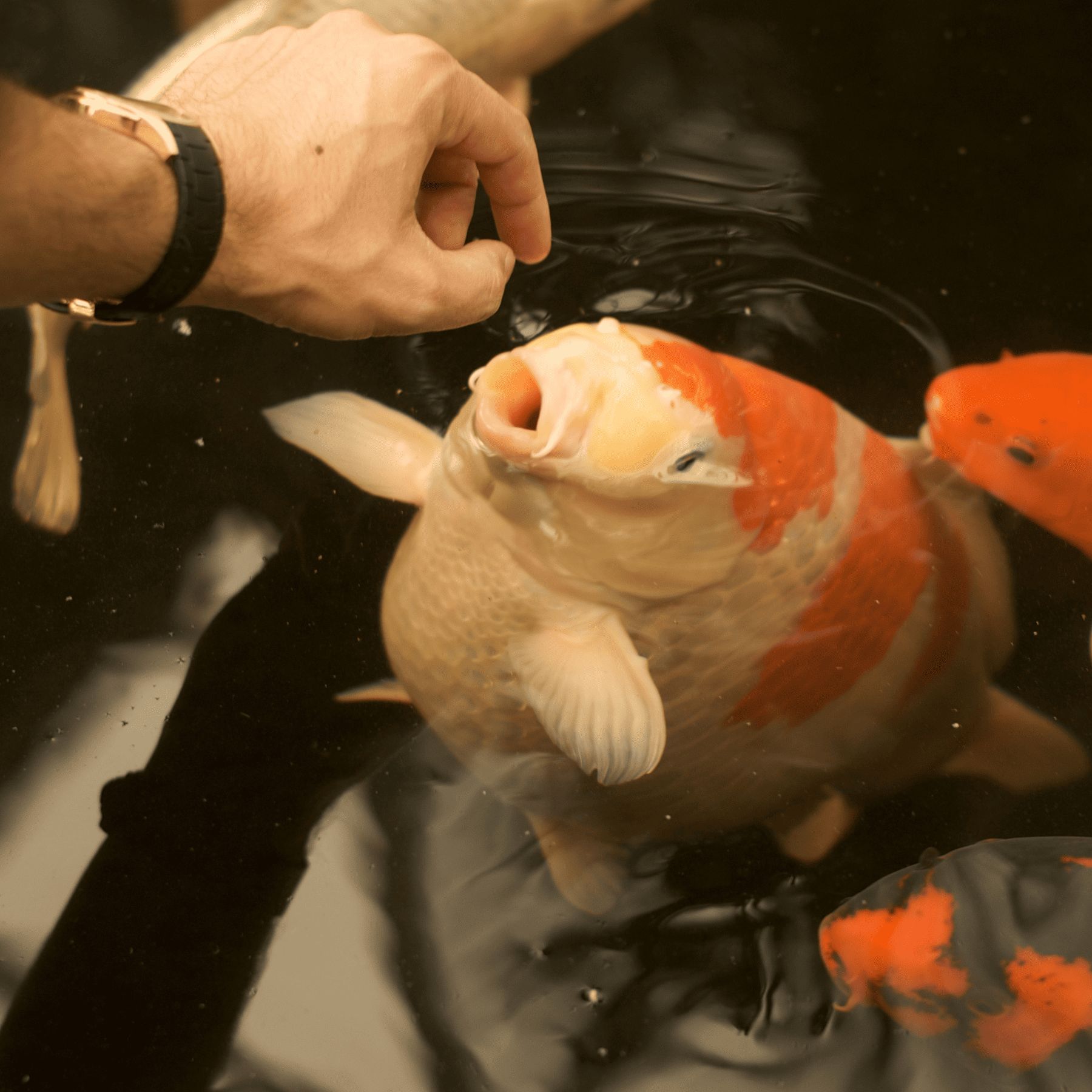 Close-up van een koikarper die uit het water komt, met een hand die voer aanbiedt.